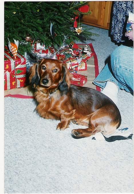 Gravhund Futte 1994-2008 - Min første jul. Jeg er 1 år gammel billede 9