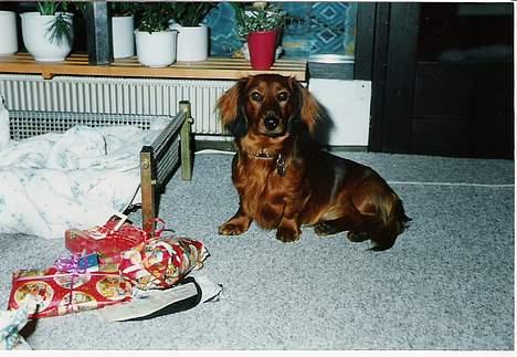 Gravhund Futte 1994-2008 - Mine første julegaver. De smagte dejligt billede 10