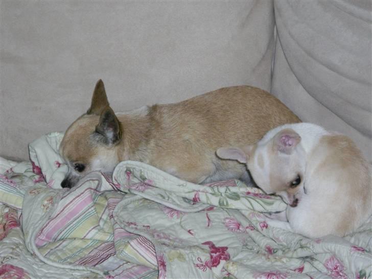 Chihuahua Tyson - min dejlige prinsesse herhjemme,men vi ik helt enige om hvem der ejer hende ;) hihi billede 1