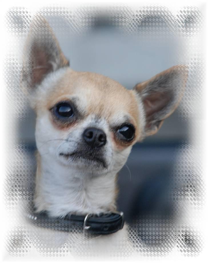 Chihuahua Tyson billede 2