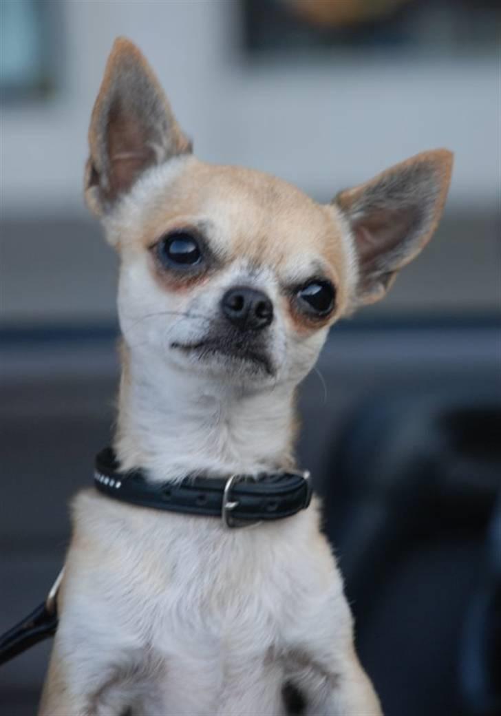 Chihuahua Tyson billede 3