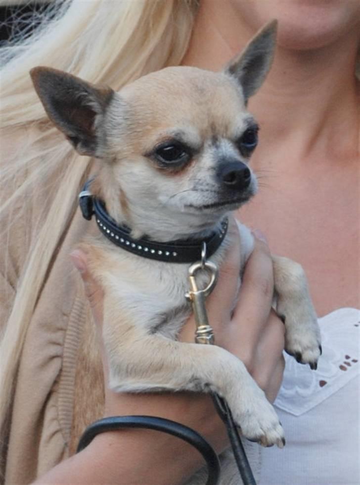 Chihuahua Tyson billede 4