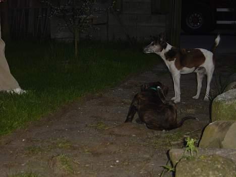 Glathåret foxterrier Sheik billede 4