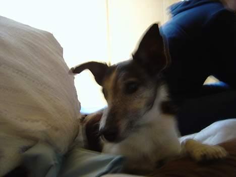 Glathåret foxterrier Sheik billede 5