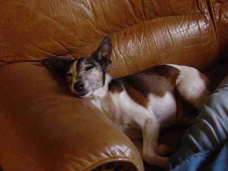 Glathåret foxterrier Sheik billede 6