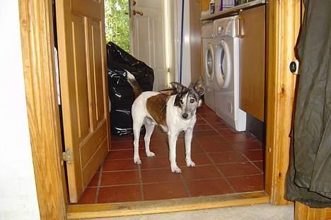 Glathåret foxterrier Sheik billede 7
