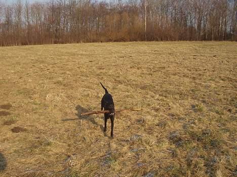 Blanding af racer Tilde - En lille pind er dejlig at lege med. billede 6