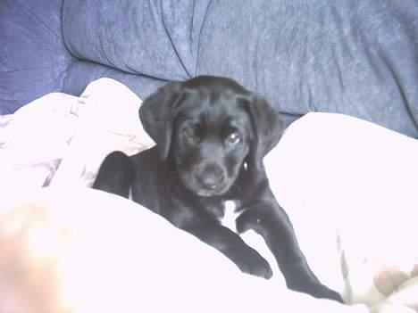 Labrador retriever Soffi (død d. 20/10-05) billede 7