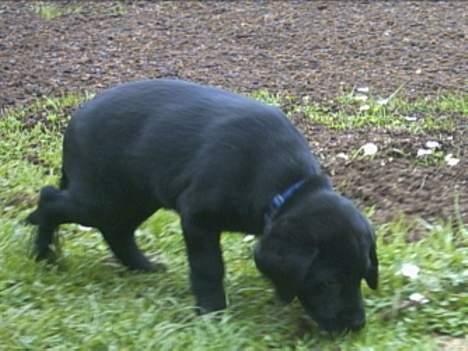 Labrador retriever Soffi (død d. 20/10-05) billede 8