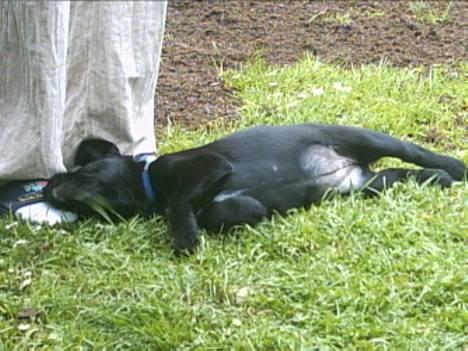 Labrador retriever Soffi (død d. 20/10-05) billede 9