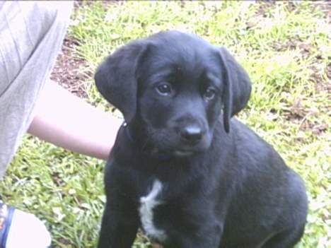 Labrador retriever Soffi (død d. 20/10-05) billede 10