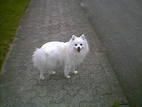 Japansk spids Minka - det er min lille skøn hed billede 1