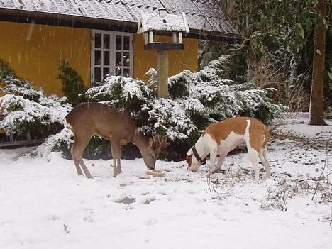 Amerikansk bulldog Fedesen - Et lille vinter billede fra i eftermiddags (01.03.05) billede 1