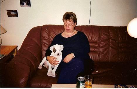Amerikansk bulldog Chili 2001-2009 - Her er jeg ikke så gammel, sidder sammen med min "mormor". billede 7