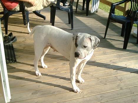 Amerikansk bulldog Chili 2001-2009 - Hmm, hvad skal jeg nu lave?? billede 8