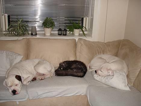 Amerikansk bulldog Chili 2001-2009 - Så er er dømt hygge på sofaen ;-) billede 9