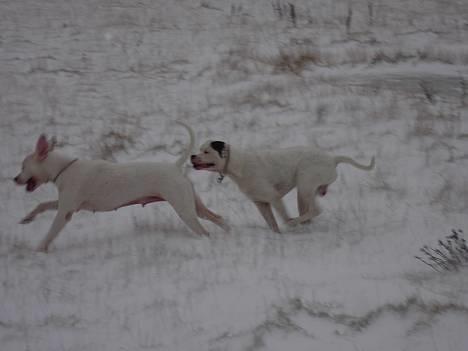 Amerikansk bulldog Chili 2001-2009 - Såååååååå, nu letter jeg snart.... billede 10
