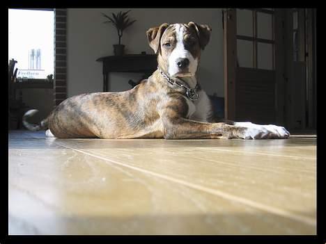 Amerikansk staffordshire terrier Nala - modellos...:o) billede 9