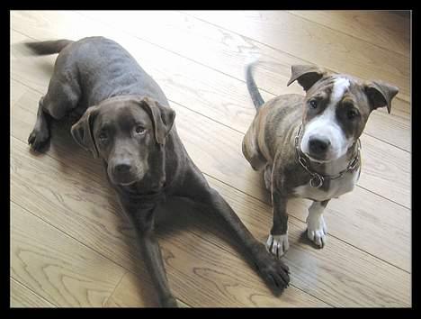 Amerikansk staffordshire terrier Nala - Mig og min pap mor, jeg elsker at bide i hendes øre:o) billede 7