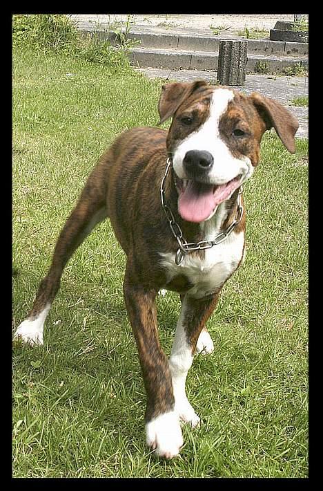 Amerikansk staffordshire terrier Nala - ihh hvor jeg glad i dag:o) billede 4