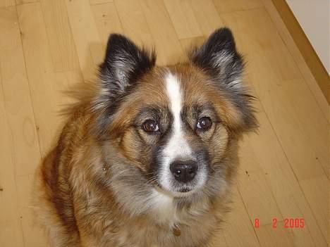 Islandsk fårehund Eyja billede 4