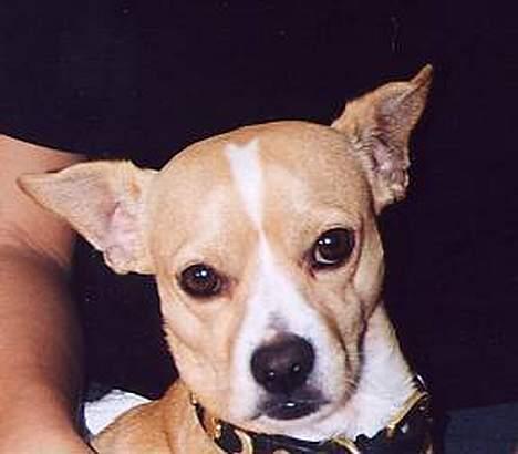 Chihuahua Bobby billede 1