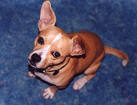 Chihuahua Bobby billede 2