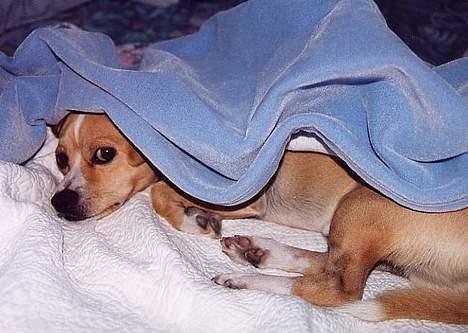 Chihuahua Bobby - Han elsker at lege gemmeleg.. billede 3