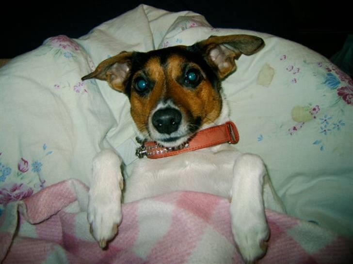 Dansk svensk gaardhund Bonnie<3.. - "Queen Of The Dogs" billede 1