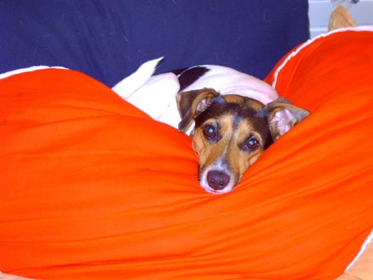 Dansk svensk gaardhund Bonnie<3.. - hun er da søøøD :-D billede 2