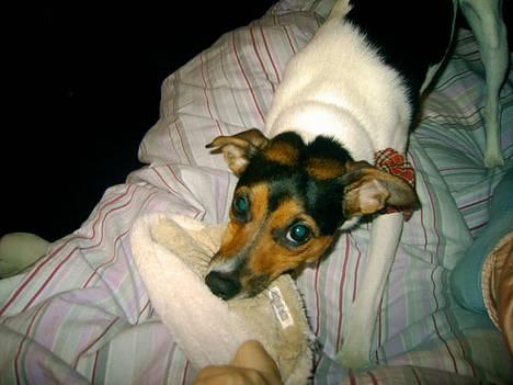 Dansk svensk gaardhund Bonnie<3.. - grrrrr.... billede 3