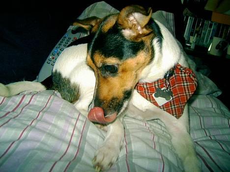 Dansk svensk gaardhund Bonnie<3.. - yummy yummy billede 5