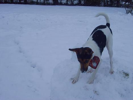 Dansk svensk gaardhund Bonnie<3.. - min lille snehund<33 billede 7