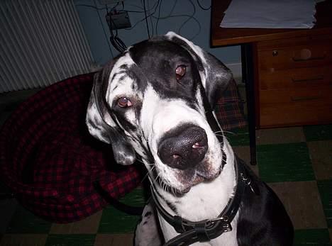 Grand danois Zeus - har du en godbid til mig....????? billede 1