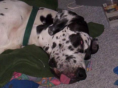 Grand danois Zeus - pyha det kan værer hårdt at værer Zeus billede 2