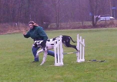 Grand danois Zeus - Jubii mor hvor er det sjov billede 4