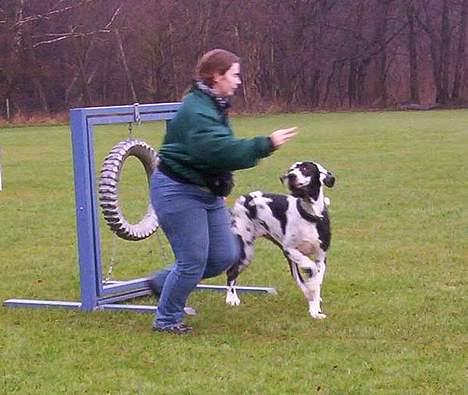 Grand danois Zeus - hvor skal vi så hen...?? billede 5