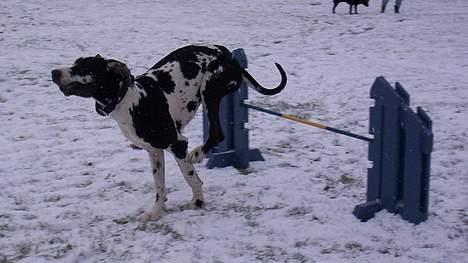 Grand danois Zeus - jubiiiiiiiiii hvor er det sjov billede 6