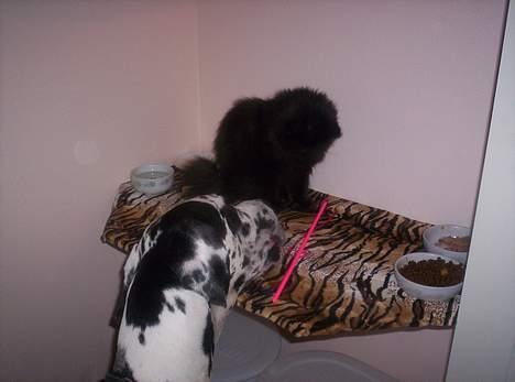 Grand danois Zeus - vores kat Cille "fodrer" Zeus med katte mad... Hun skubber hendes mad ud til kanten så Zeus kan spise det... derfor kan Zeus RIGTIGT godt lide Cille billede 7