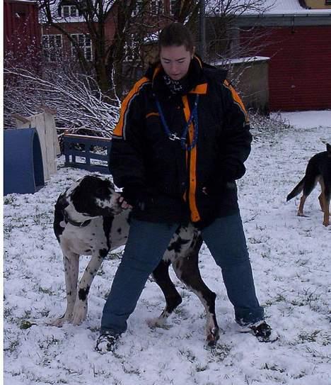 Grand danois Zeus - her er Zeus ved at lave 8-tal ml. mine ben billede 8