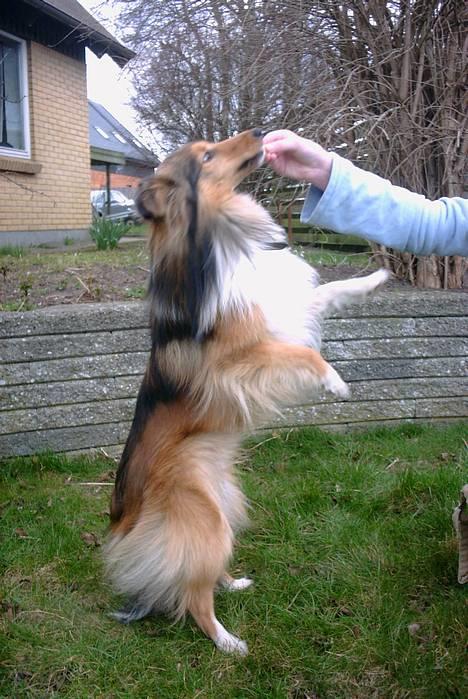 Shetland sheepdog Hero billede 2