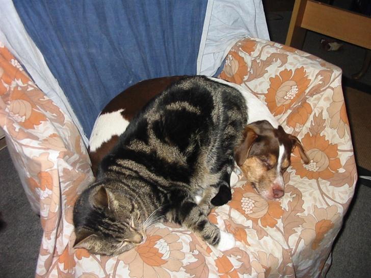 Dansk svensk gaardhund tjalfe - SÅ FLYT DA DEN MILLE-MIS. billede 9