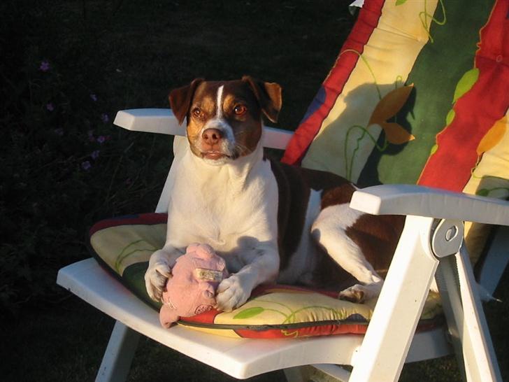 Dansk svensk gaardhund tjalfe - BARE EN SMUK DRENG,I AFTENSOLEN. billede 10