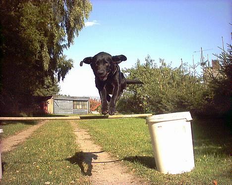 Labrador retriever Buddy - Buddy-jump! sejt ik? billede 1