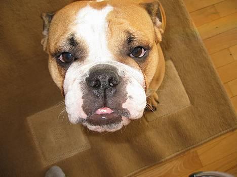 Engelsk bulldog Anna - jaaa... se hvor lækker smækker jeg er.... billede 1