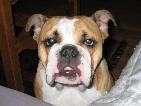 Engelsk bulldog Anna - hallo mor billede 2