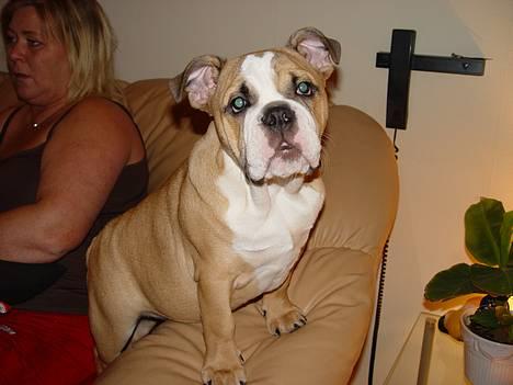 Engelsk bulldog Anna - Hola soy el perro de Inglaterra...  billede 3