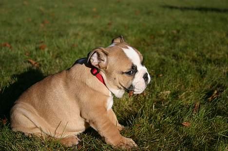 Engelsk bulldog Anna - Jeg har fundet mig et lille blad at bide i.. billede 4