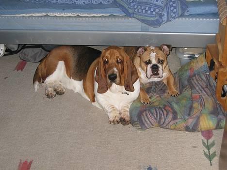 Engelsk bulldog Anna - her ligger vi.. mig og min bedsteste ven holger billede 5