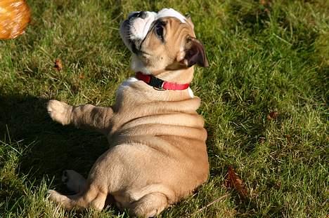 Engelsk bulldog Anna - Hvad er det der oppe?? billede 6